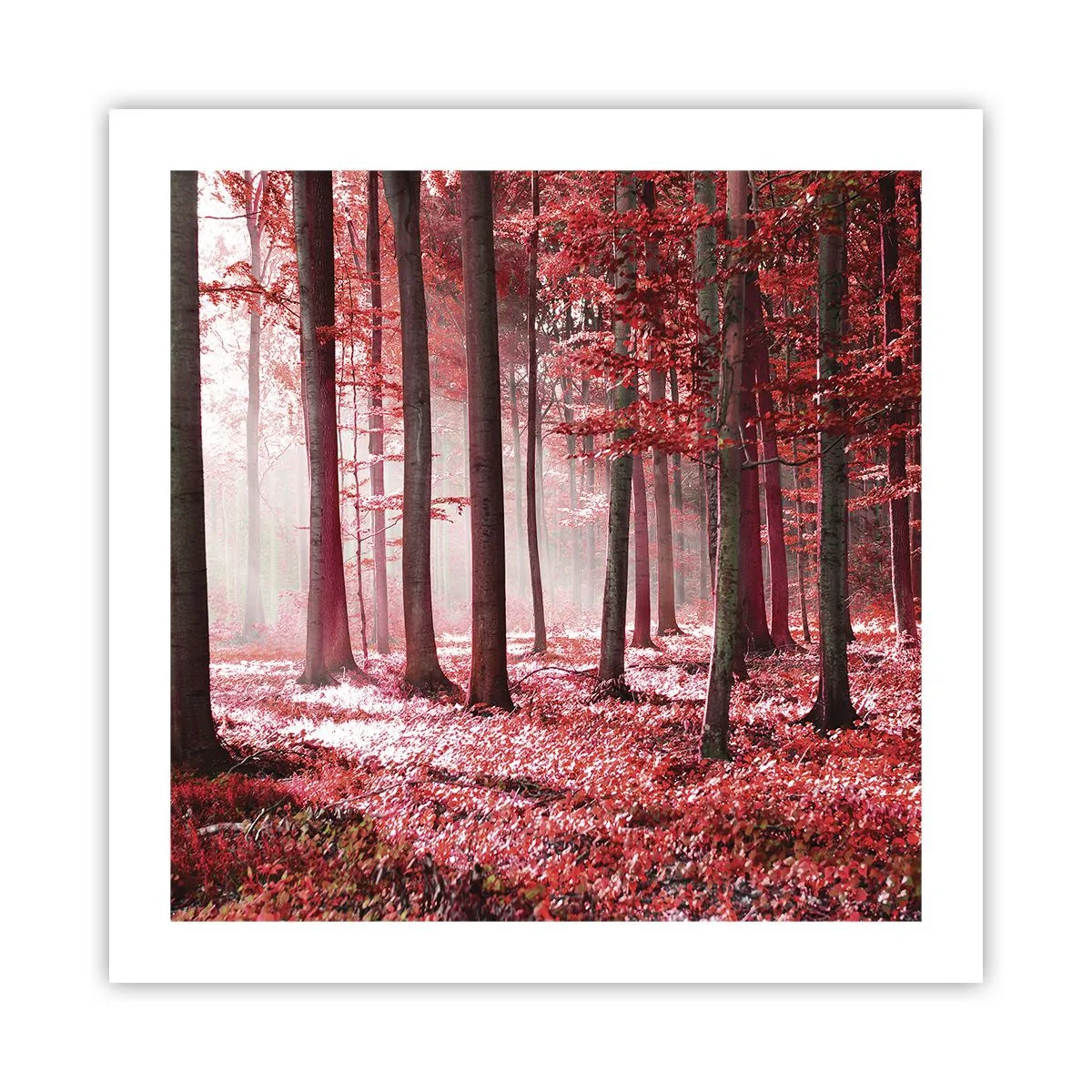 Poster - Rot ist genauso schön - 50x50 cm