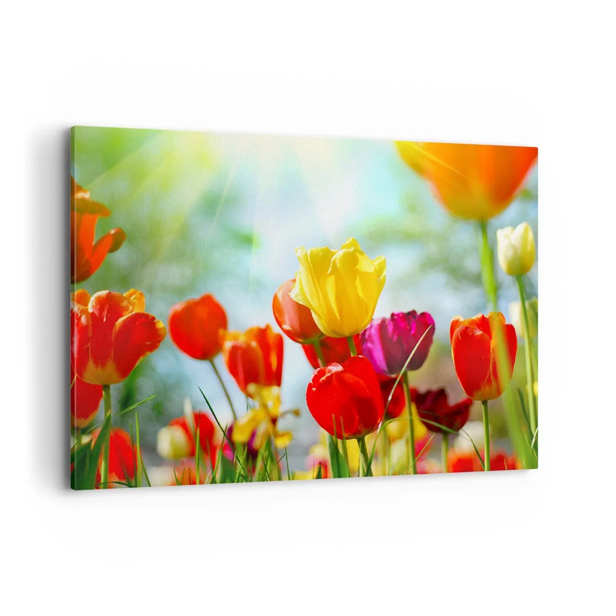 Bild auf Leinwand - Leinwandbild - Bunte Tulpen im Sonnenschein - 100x70cm - Alle Farben der Sonne - Moderne Wanddekoration für Wohnzimmer und Schlafzimmer ARTTOR