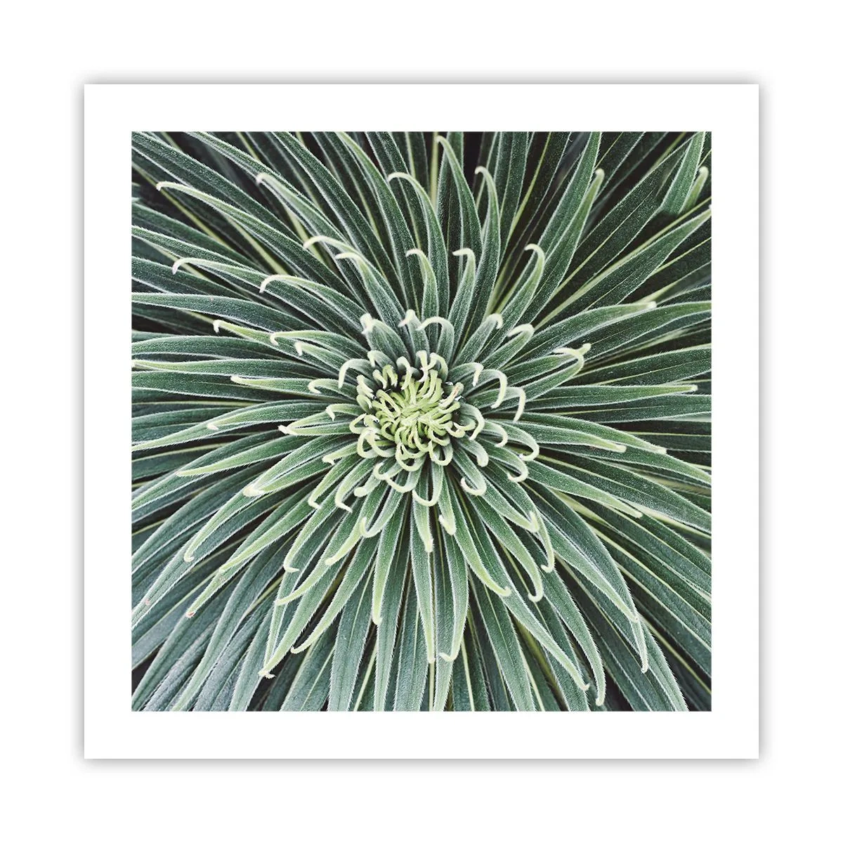 Poster - Ein Star ist geboren - 50x50 cm