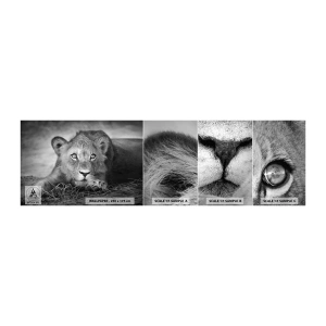 Fototapeten Muster Selbstklebend Deluxe Sticker - Königlicher Welpe - Tiere, Löwe, Schwarz und weiß - 100x30 cm