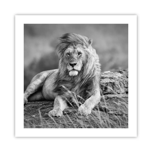Poster - Königliche Siesta - 50x50 cm