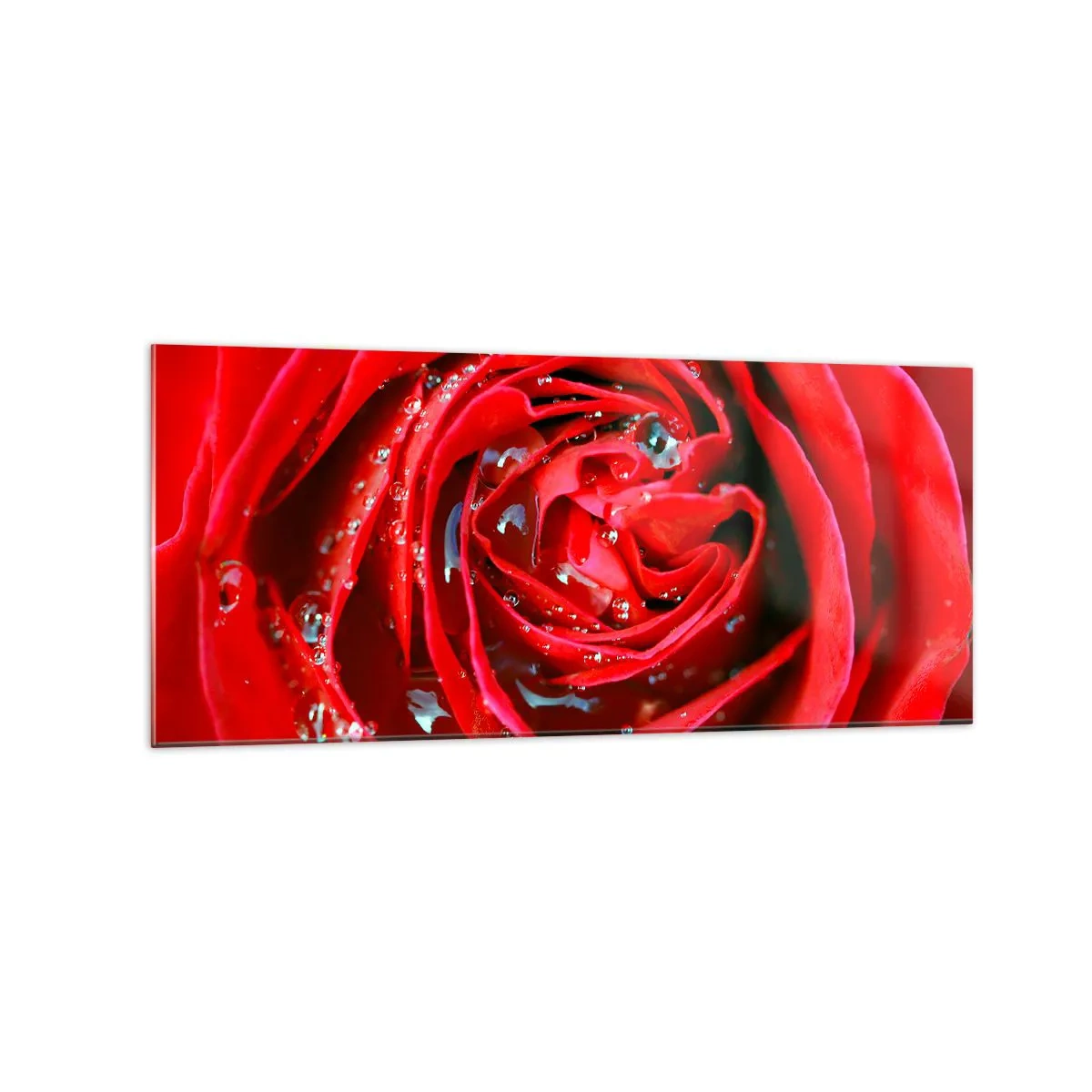 Glasbild - Bild auf glas - Nahaufnahme einer roten Rose mit Wassertropfen auf den Blütenblättern - 120x50cm - In den Tautropfen - Moderne Wanddekoration für Wohnzimmer und Schlafzimmer ARTTOR