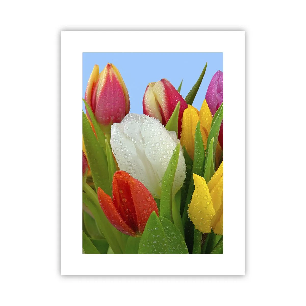 Poster - Ein blumiger Regenbogen in Tautropfen - 30x40 cm