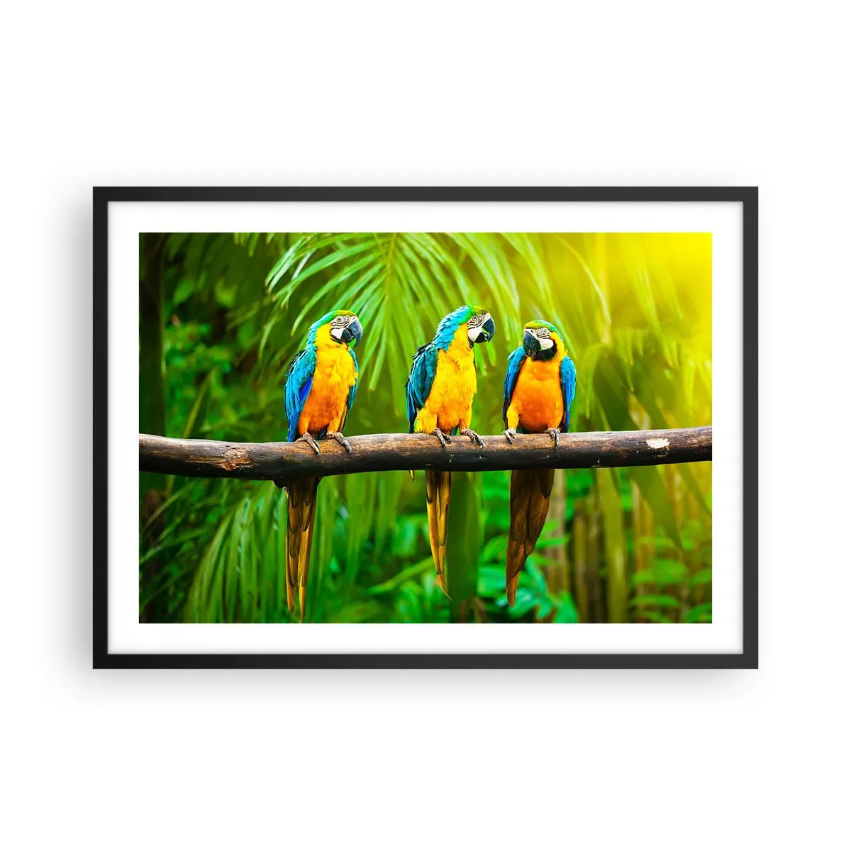 Poster in einem schwarzem Rahmen - Drei bunte Papageien vor einem Hintergrund aus tropischem Grün - 70x50cm - Und hast du gehört, dass sie ...? - Moderne Wanddekoration für Wohnzimmer und Schlafzimmer ARTTOR