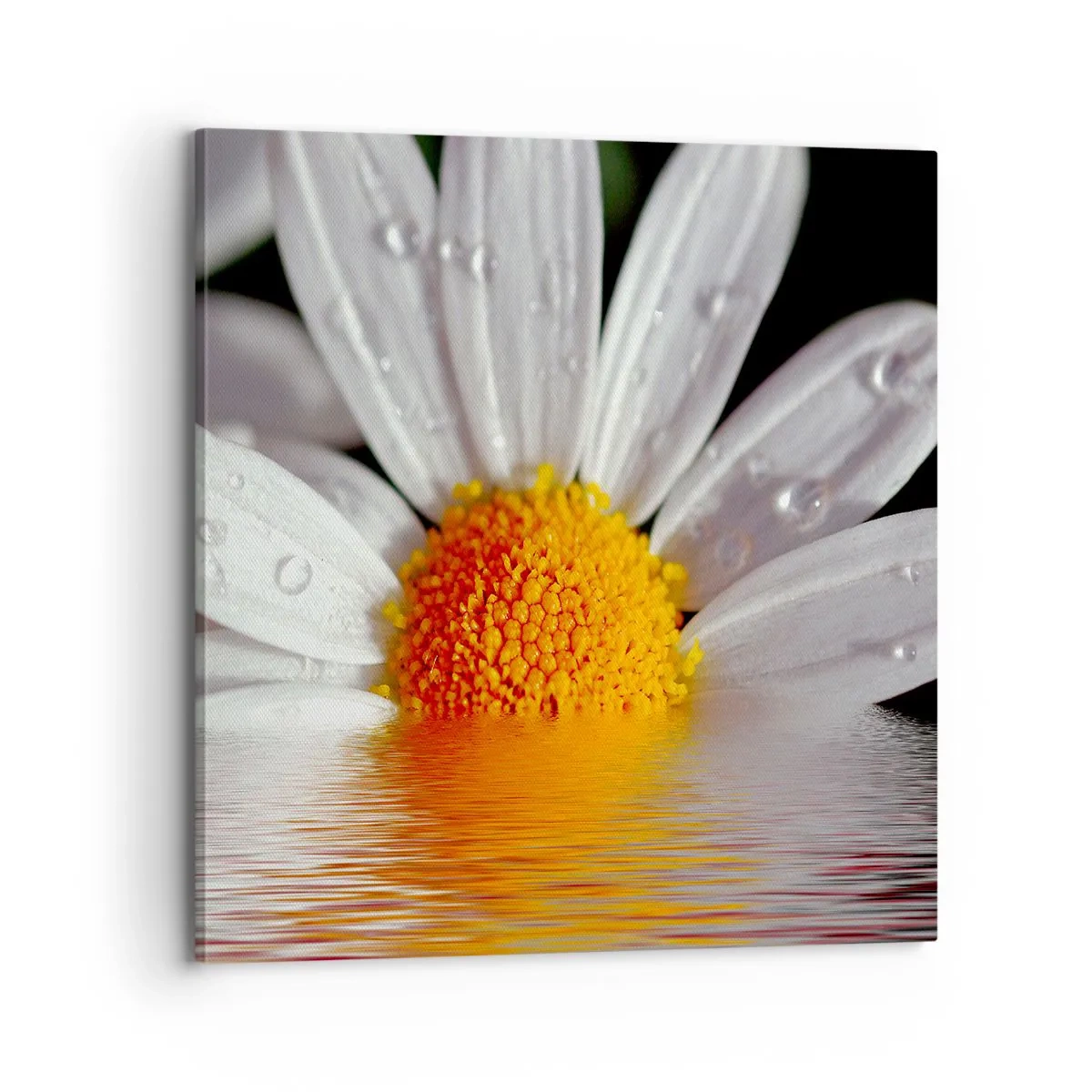 Bild auf Leinwand - Leinwandbild - Die aufgehende Sonne der Gänseblümchen - 70x70 cm