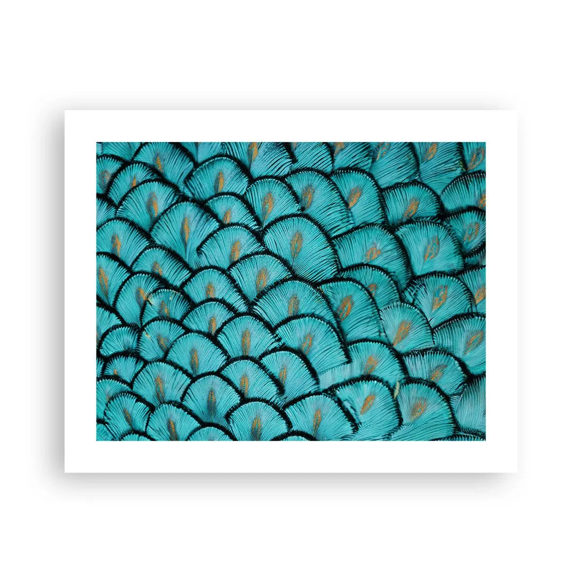 Poster - Große Federgala - 50x40 cm