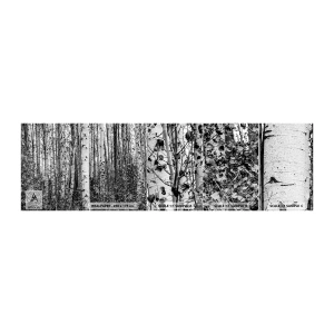 Fototapetenmuster Standard Eco - Birkenkolonnade - Wald, Birke, Natur - 100x30 cm