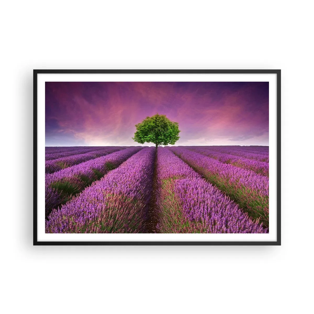 Poster in einem schwarzem Rahmen - Ein Lavendelfeld mit einem einsamen Baum und einem violetten Himmel - 100x70cm - Auf Lavendelfeldern - Moderne Wanddekoration für Wohnzimmer und Schlafzimmer ARTTOR