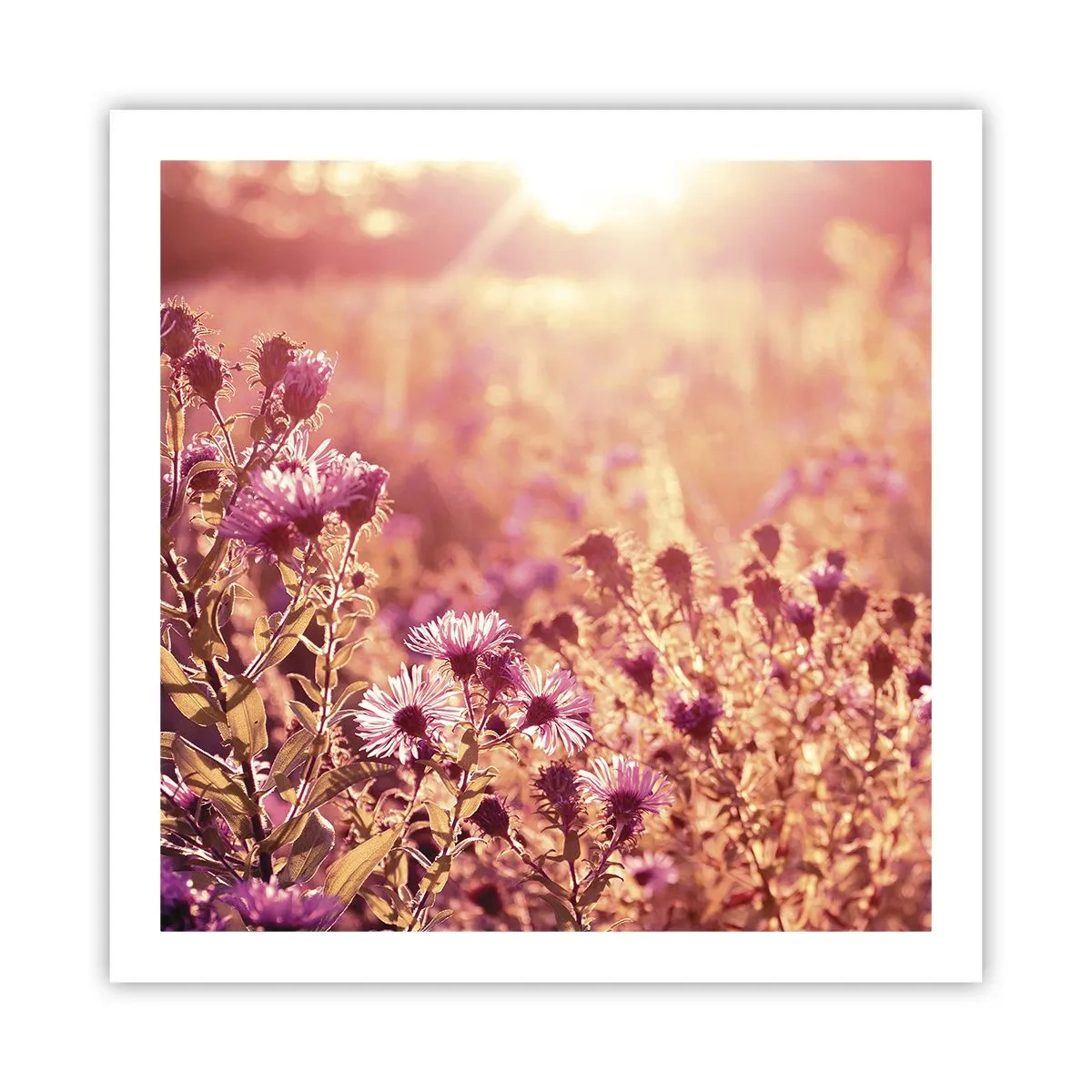 Poster - Bevor der Sommer vorbei ist - 60x60 cm