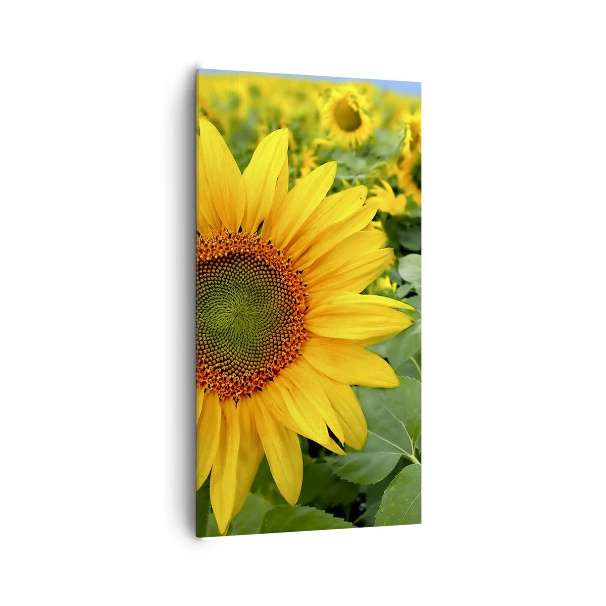 Bild auf Leinwand - Leinwandbild - Hunderte von Sonnen flammten auf - 65x120 cm