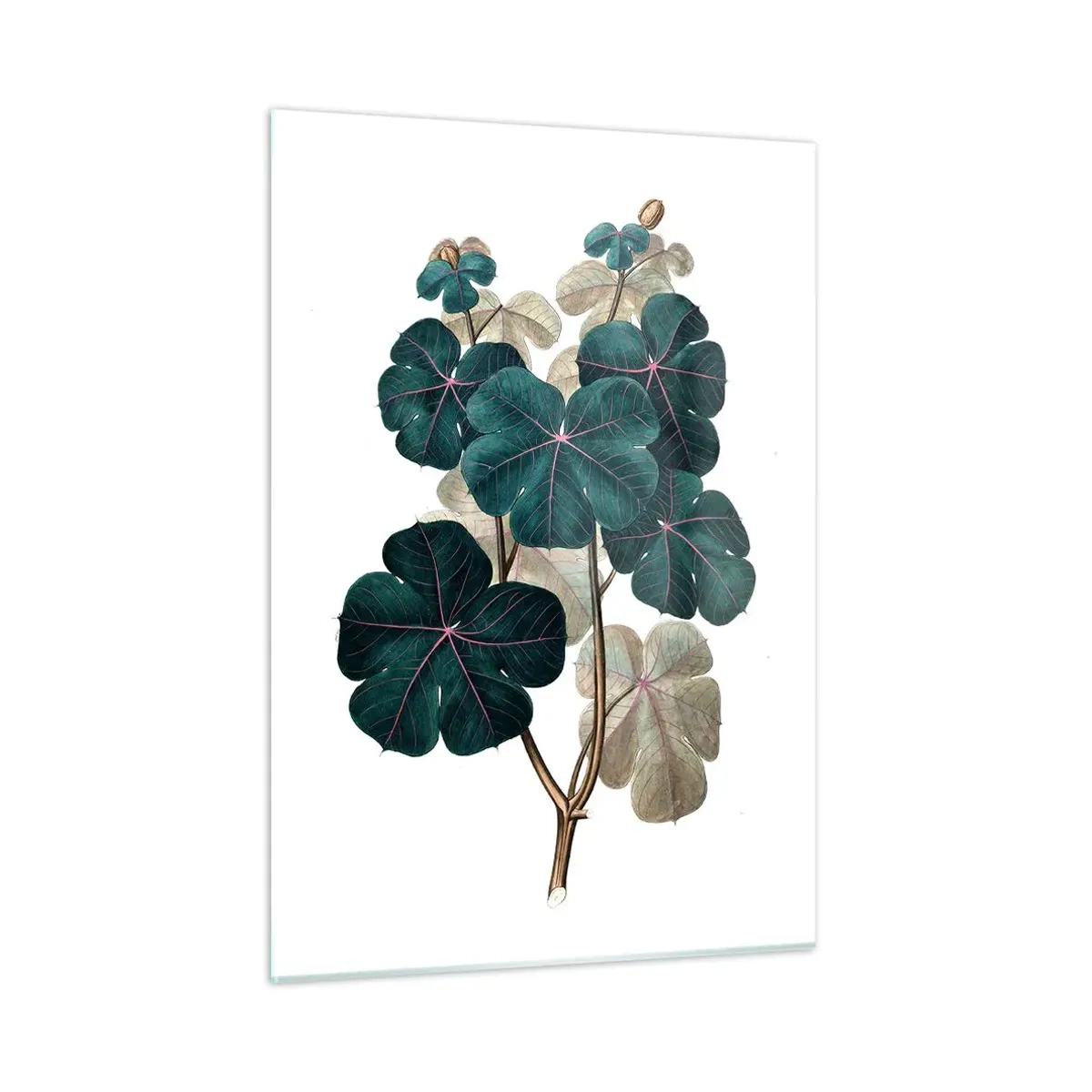 Glasbild - Bild auf glas - Botanische Illustration von grünen Blättern auf weißem Hintergrund - 50x70cm - Aus dem alten Herbarium - Moderne Wanddekoration für Wohnzimmer und Schlafzimmer ARTTOR