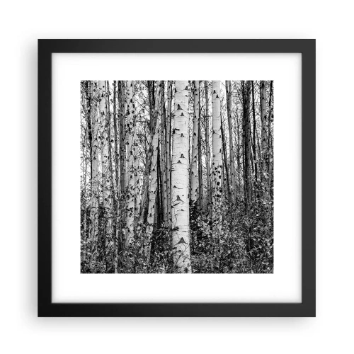 Poster in einem schwarzem Rahmen - Birkenkolonnade - 30x30 cm