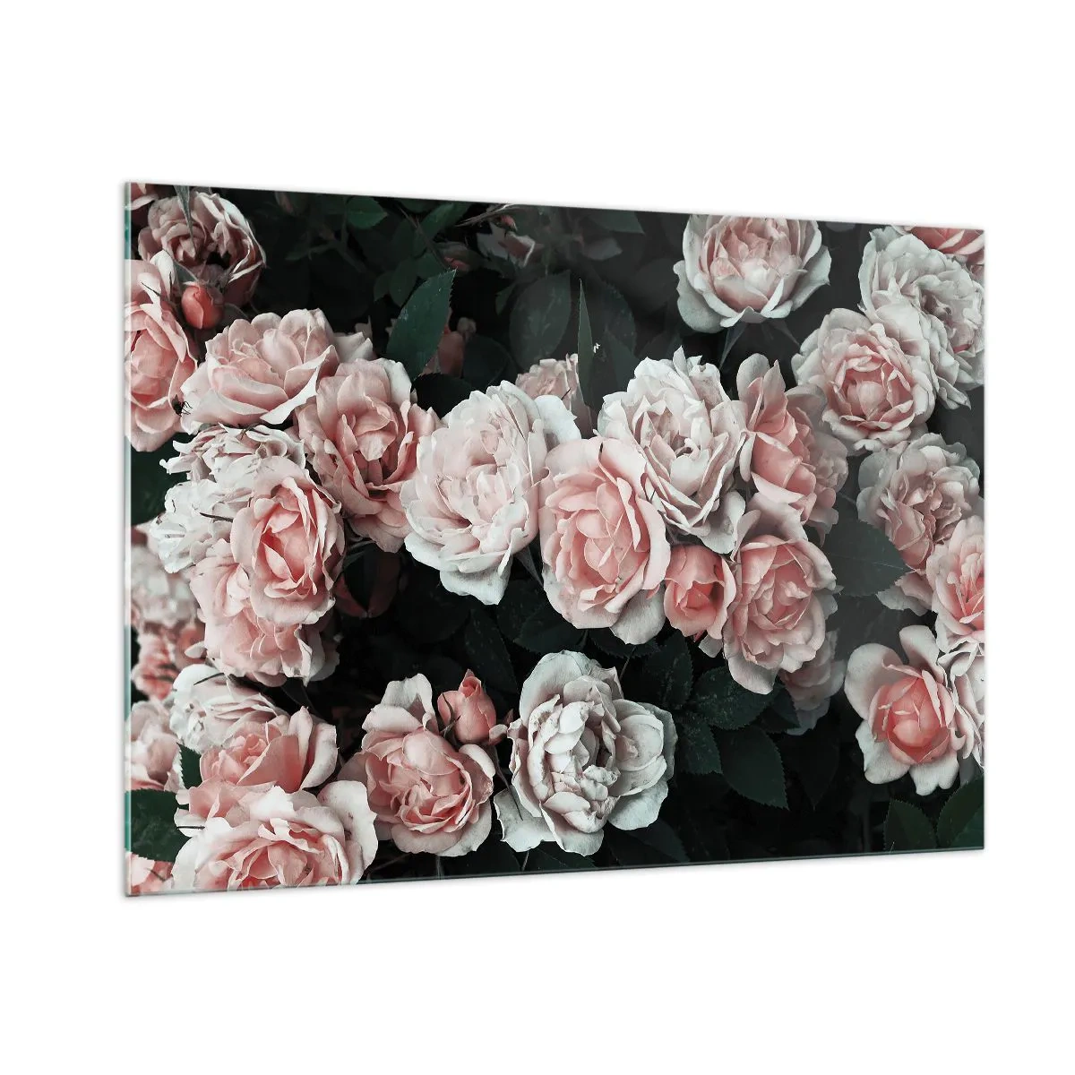 Glasbild - Bild auf glas - Eine Nahaufnahme eines Straußes rosa Rosen auf dunklem Hintergrund - 100x70cm - Rosen-Ensemble - Moderne Wanddekoration für Wohnzimmer und Schlafzimmer ARTTOR