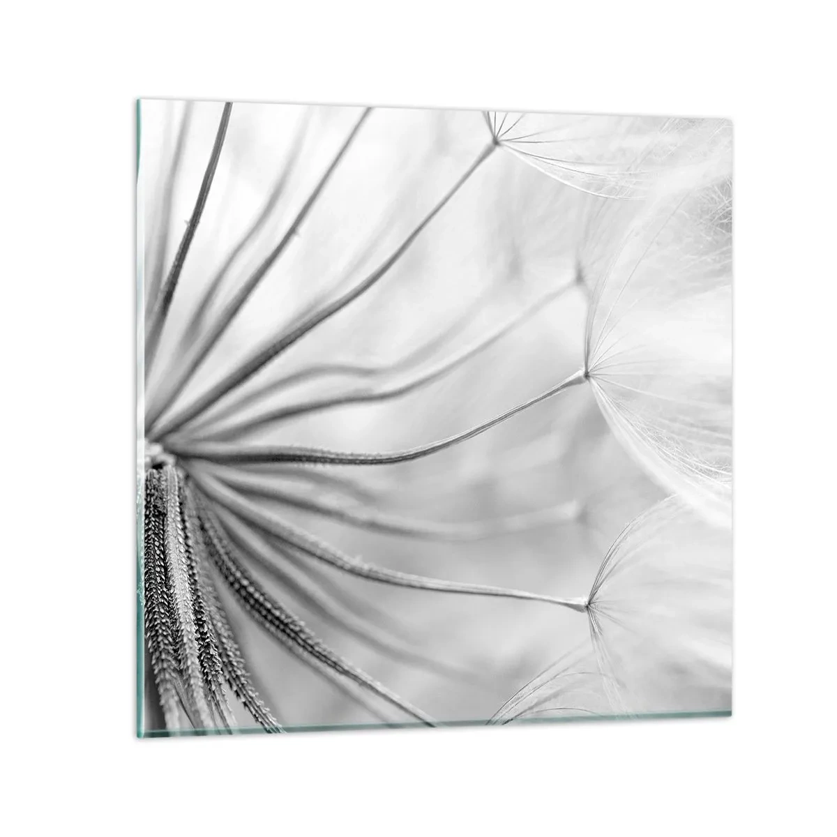 Glasbild - Bild auf glas - Löwenzahn, Drachen - 60x60 cm