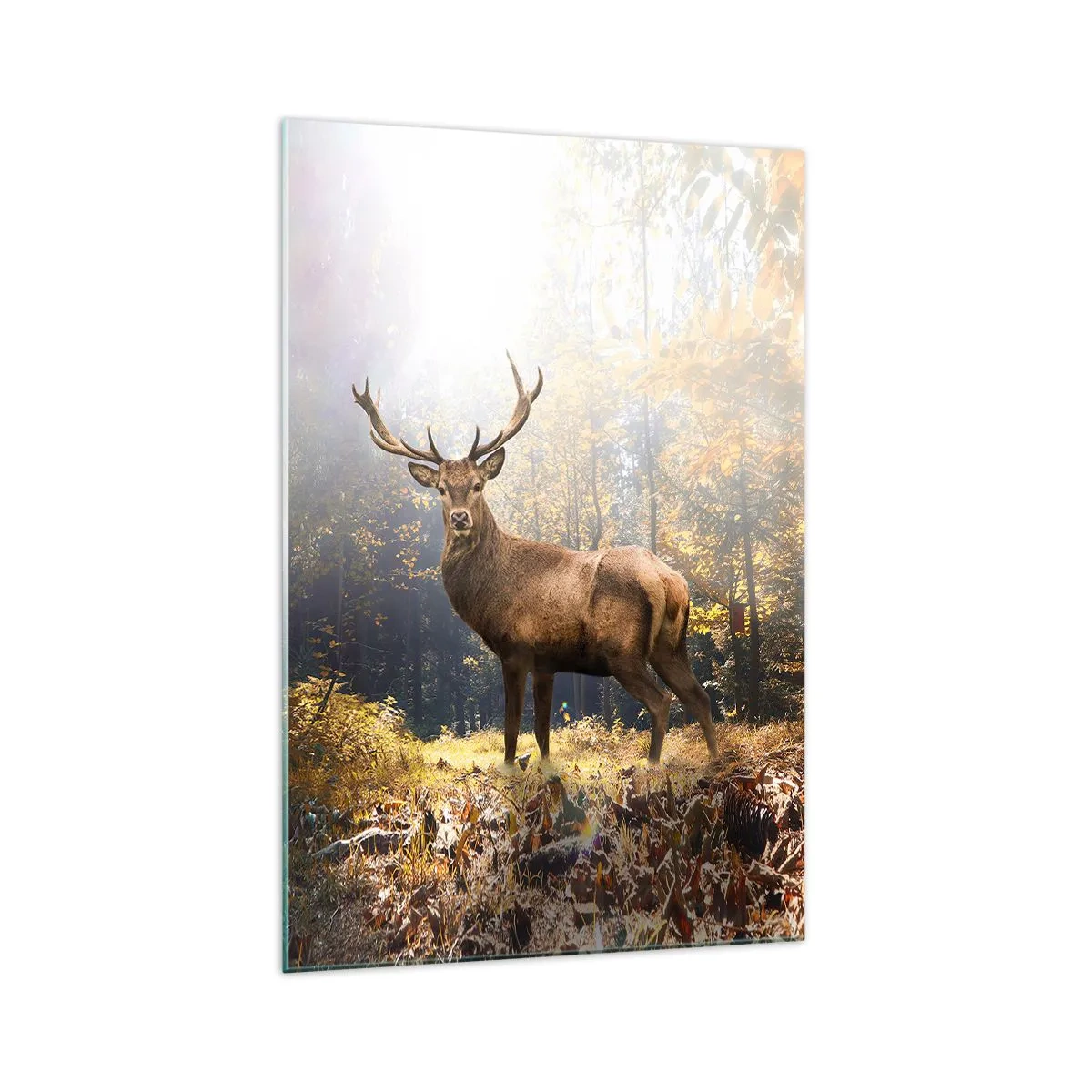 Glasbild - Bild auf glas - Hirsch im herbstlichen Wald mit Sonnenstrahlen - 70x100cm - In voller Majestät - Moderne Wanddekoration für Wohnzimmer und Schlafzimmer ARTTOR