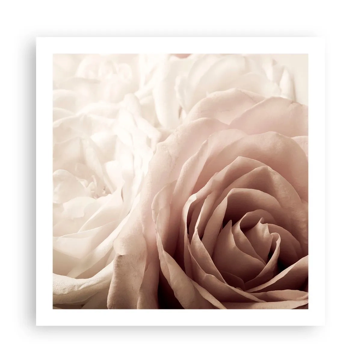 Poster - Im Herzen der Rose - 60x60 cm