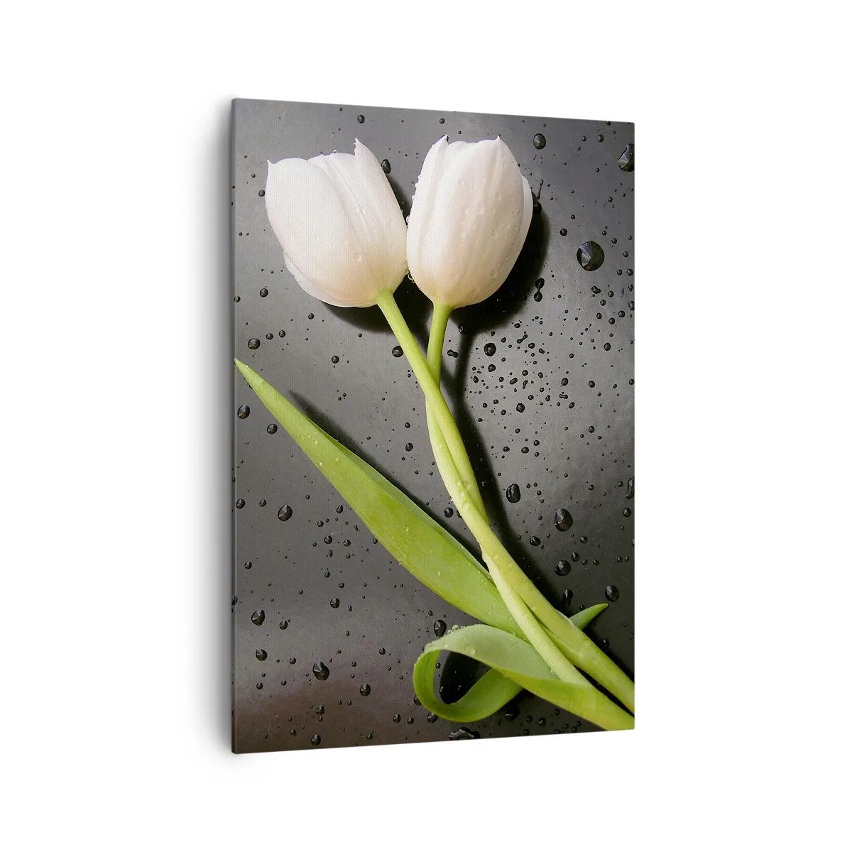 Bild auf Leinwand - Leinwandbild - Weiße Tulpen auf schwarzem Hintergrund mit Wassertropfen - 70x100cm - Frühlingsgewebe - Moderne Wanddekoration für Wohnzimmer und Schlafzimmer ARTTOR