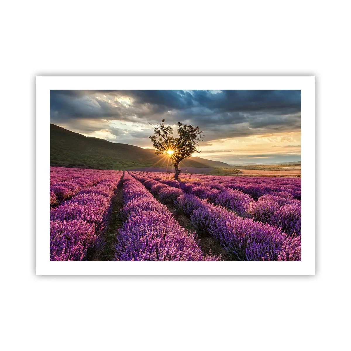 Poster - Fliederfarbenes Aroma - 70x50 cm