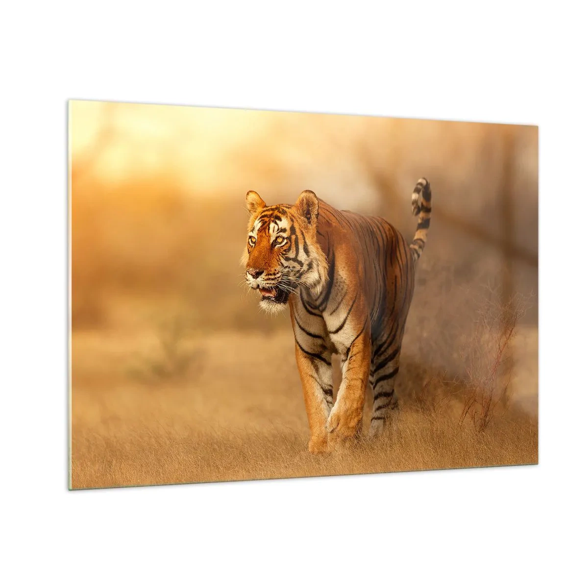 Glasbild - Bild auf glas - Tiger im goldenen Licht vor dem Hintergrund einer trockenen Savanne - 100x70cm - Vor dem Angriff - Moderne Wanddekoration für Wohnzimmer und Schlafzimmer ARTTOR