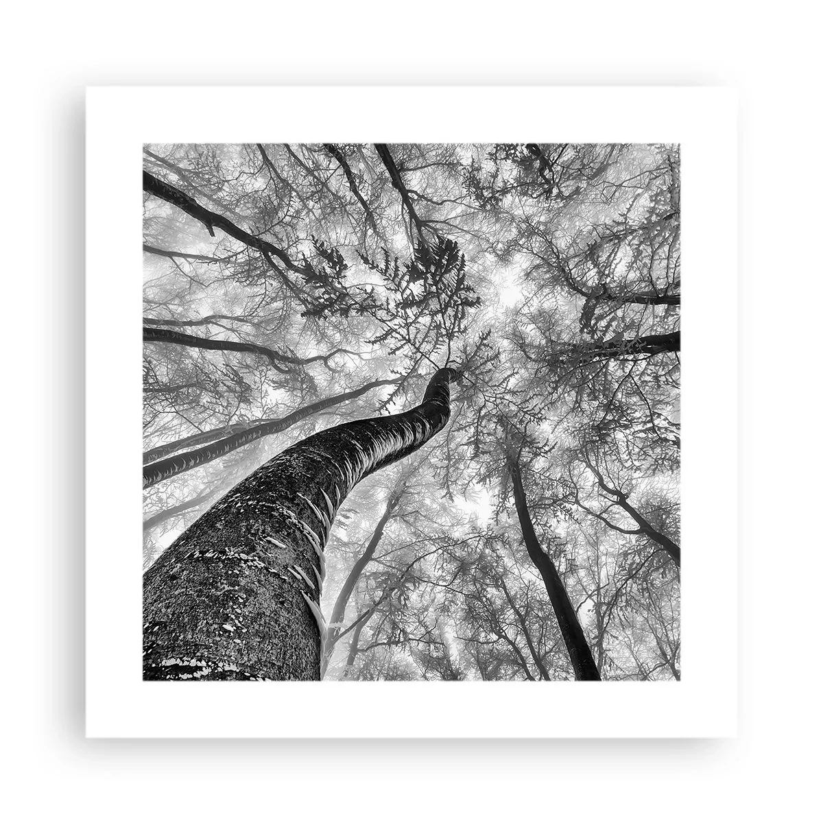 Poster - Rennen zum Licht - 40x40 cm