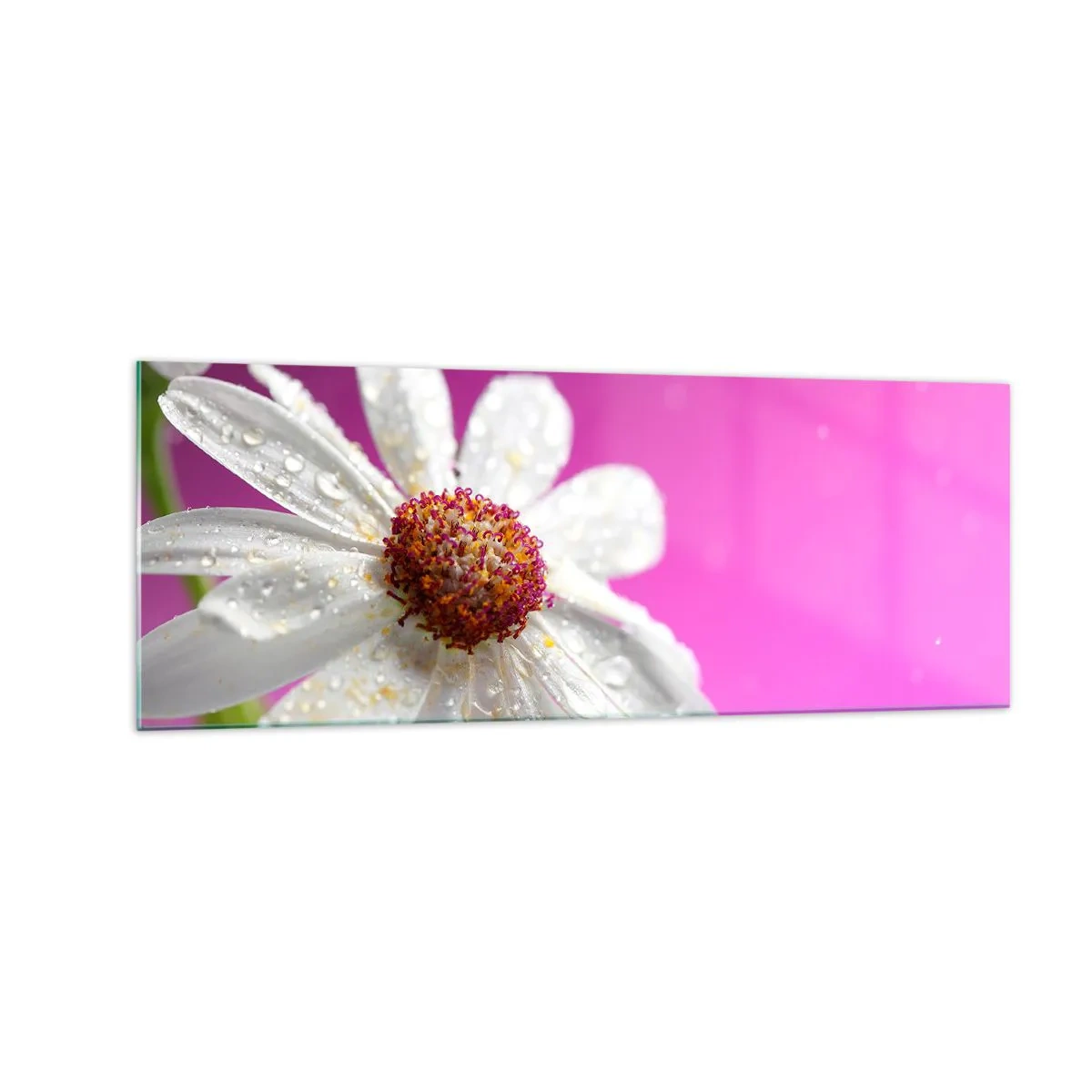 Glasbild - Bild auf glas - Ein weißes Gänseblümchen mit Wassertropfen auf einem rosa Hintergrund - 140x50cm - Bescheiden in seiner Schönheit - Moderne Wanddekoration für Wohnzimmer und Schlafzimmer ARTTOR
