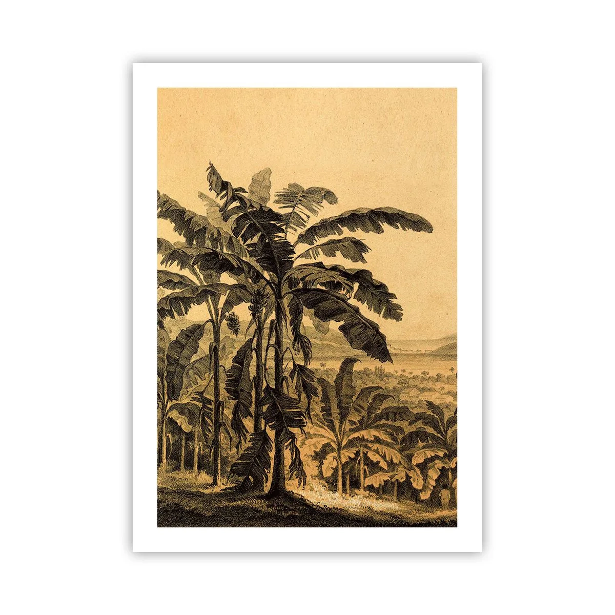 Poster - Illustration von Palmen vor einem tropischen Landschaftshintergrund - 50x70cm - in einem kolonialen Klima - Moderne Wanddekoration für Wohnzimmer und Schlafzimmer ARTTOR