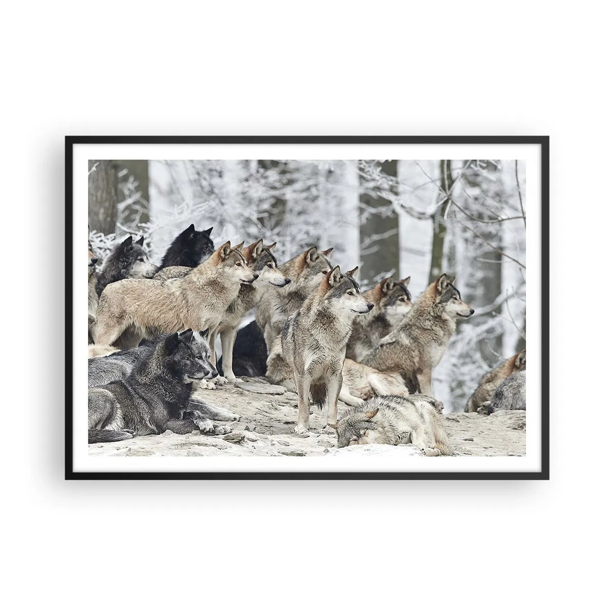 Poster in einem schwarzem Rahmen - Ein Wolfsrudel im Winterwald - 100x70cm - Familie und Freunde - Moderne Wanddekoration für Wohnzimmer und Schlafzimmer ARTTOR