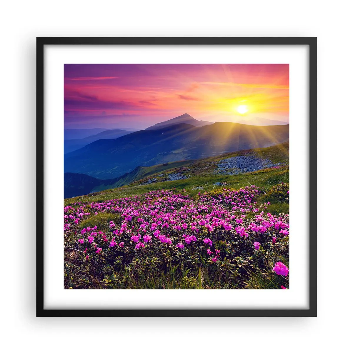 Poster in einem schwarzem Rahmen - … Und drumherum duftet es nach Latschenkiefer und dem Duft von Kräutern - 50x50 cm