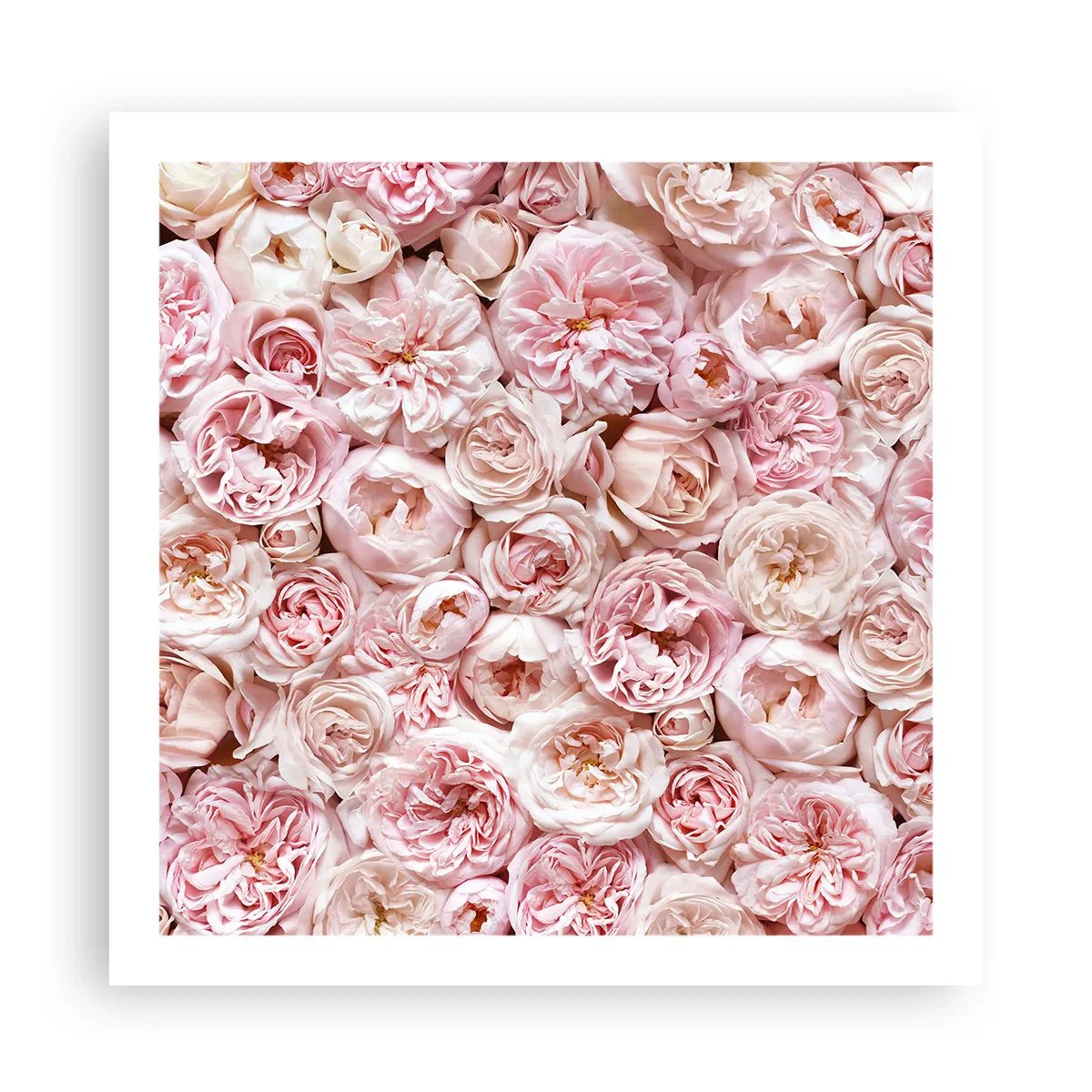 Poster - Auf Rosen gebettet - 60x60 cm