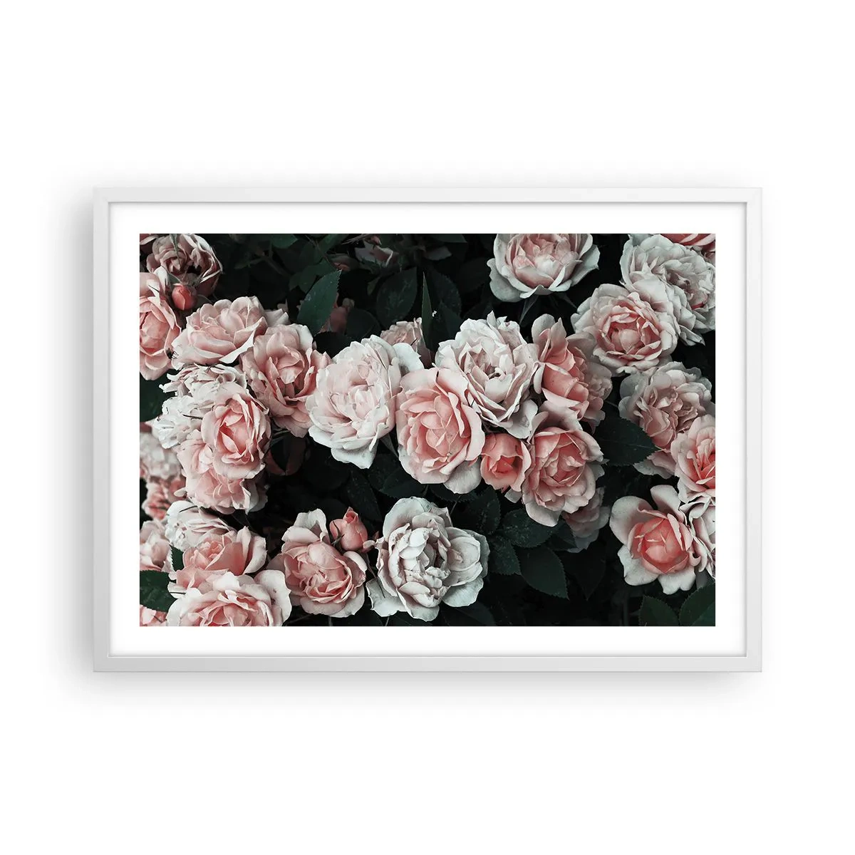 Poster in einem weißen Rahmen - Rosen-Ensemble - 70x50 cm