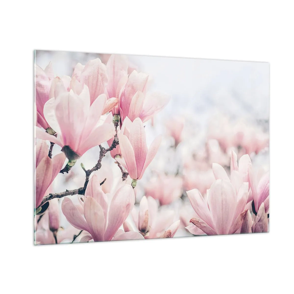 Glasbild - Bild auf glas - Zart rosa Magnolien auf hellem Untergrund - 100x70cm - Das Ideal der Subtilität - Moderne Wanddekoration für Wohnzimmer und Schlafzimmer ARTTOR