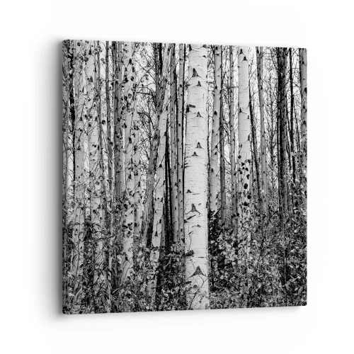 Bild auf Leinwand - Leinwandbild - Birkenkolonnade - 30x30 cm