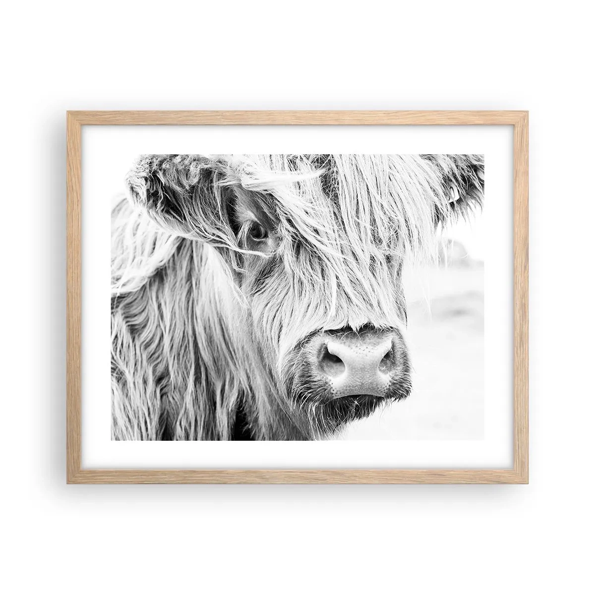 Poster in einem Rahmen aus heller Eiche - Schottische Wildheit - 50x40 cm