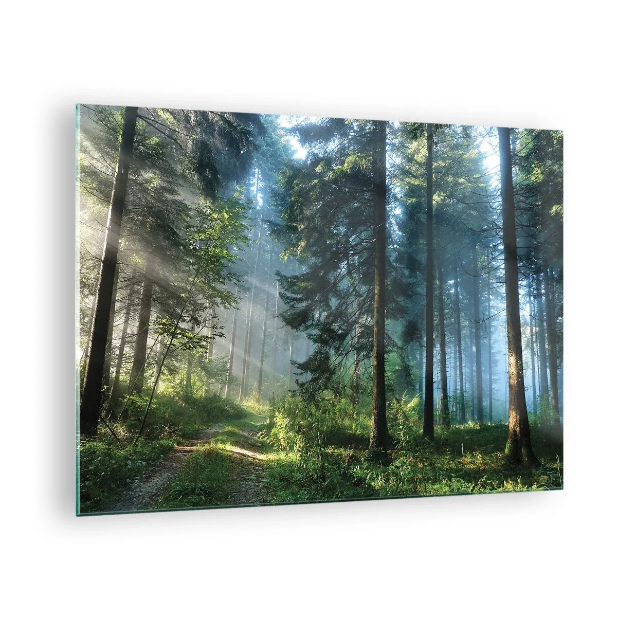 Glasbild - Bild auf glas - Ein Waldweg im Morgennebel zwischen hohen Bäumen - 70x50cm - Strahlend am Morgen - Moderne Wanddekoration für Wohnzimmer und Schlafzimmer ARTTOR