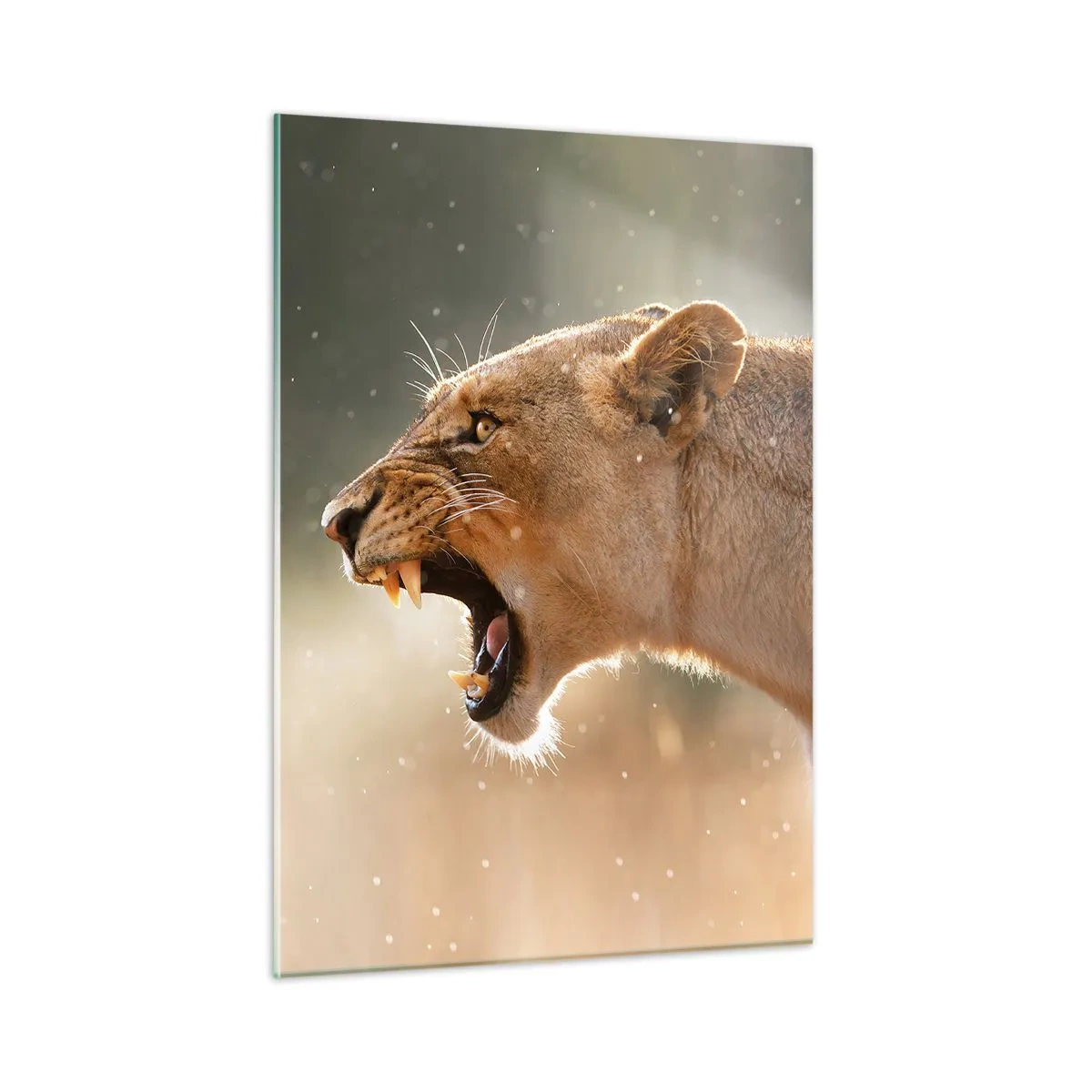 Glasbild - Bild auf glas - Nahaufnahme eines Löwen, der in den Sonnenstrahlen brüllt - 50x70cm - Versuch, nicht zuzuhören - Moderne Wanddekoration für Wohnzimmer und Schlafzimmer ARTTOR