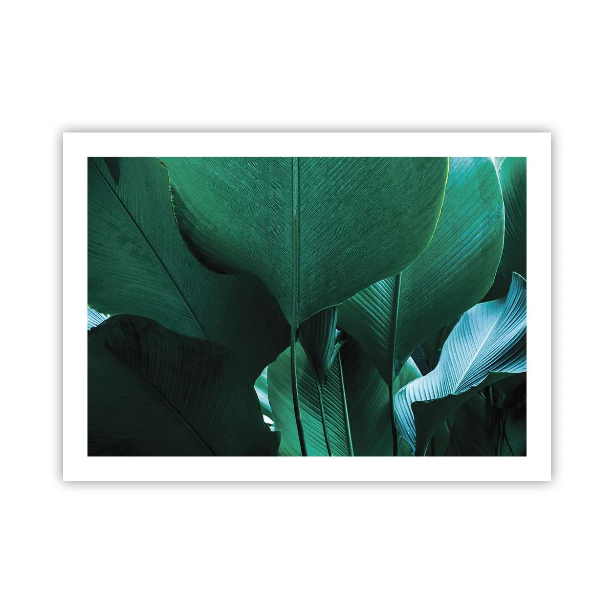 Poster - Dem Licht zugewandt - 70x50 cm