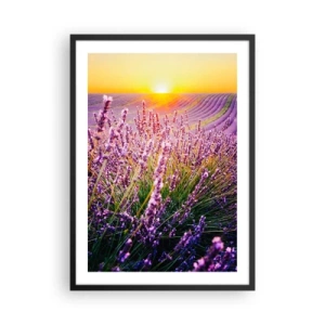 Poster in einem schwarzem Rahmen - Ein Lavendelfeld, beleuchtet von den Strahlen der untergehenden Sonne - 50x70cm - Duftende Kornfelder - Moderne Wanddekoration für Wohnzimmer und Schlafzimmer ARTTOR