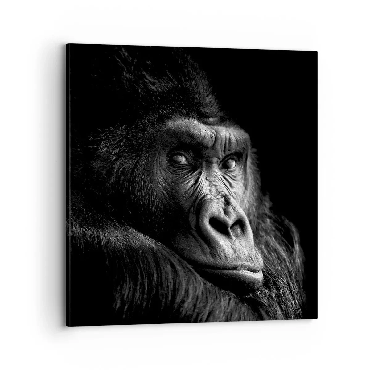 Bild auf Leinwand - Leinwandbild - Und was guckst du so? - 70x70 cm