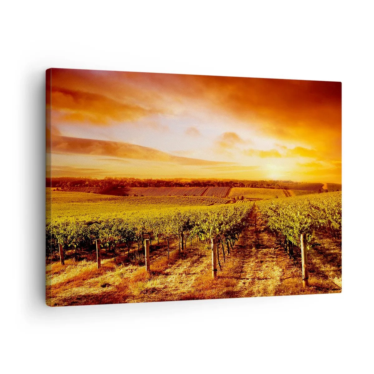 Bild auf Leinwand - Leinwandbild - Weinberg bei Sonnenuntergang mit warmen Himmelstönen - 70x50cm - Leicht fruchtig mit einem Hauch Sonnenschein - Moderne Wanddekoration für Wohnzimmer und Schlafzimmer ARTTOR