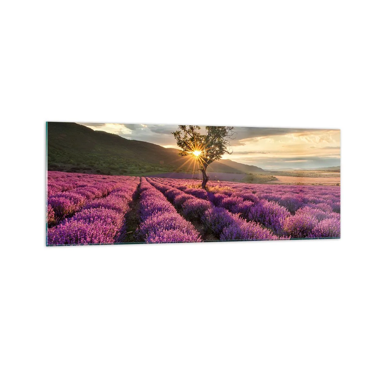 Glasbild - Bild auf glas - Ein Lavendelfeld mit einem einsamen Baum bei Sonnenuntergang - 140x50cm - Fliederfarbenes Aroma - Moderne Wanddekoration für Wohnzimmer und Schlafzimmer ARTTOR