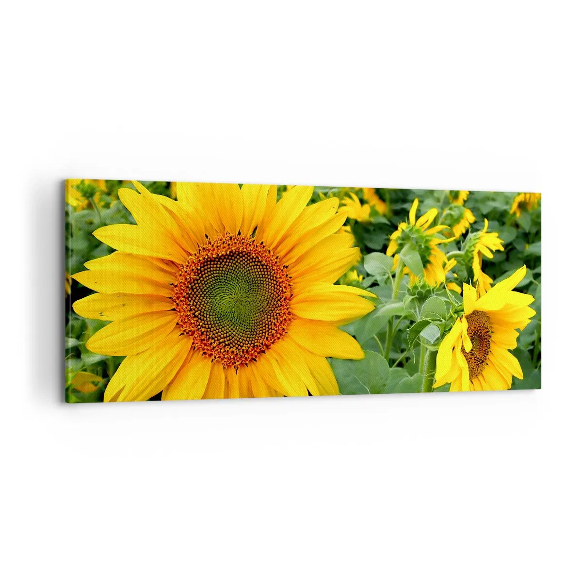 Bild auf Leinwand - Leinwandbild - Ein Feld mit Sonnenblumen und gelben Blüten vor einem Hintergrund aus grünen Blättern - 120x50cm - Hunderte von Sonnen flammten auf - Moderne Wanddekoration für Wohnzimmer und Schlafzimmer ARTTOR