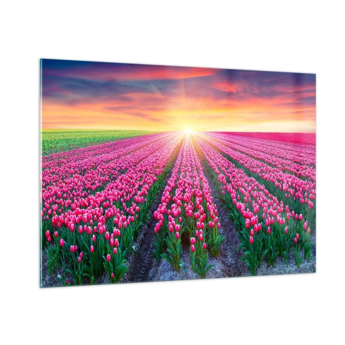 Glasbild - Bild auf glas - Ein Feld mit rosa Tulpen in den Strahlen der untergehenden Sonne - 100x70cm - Schönheitsfarm - Moderne Wanddekoration für Wohnzimmer und Schlafzimmer ARTTOR