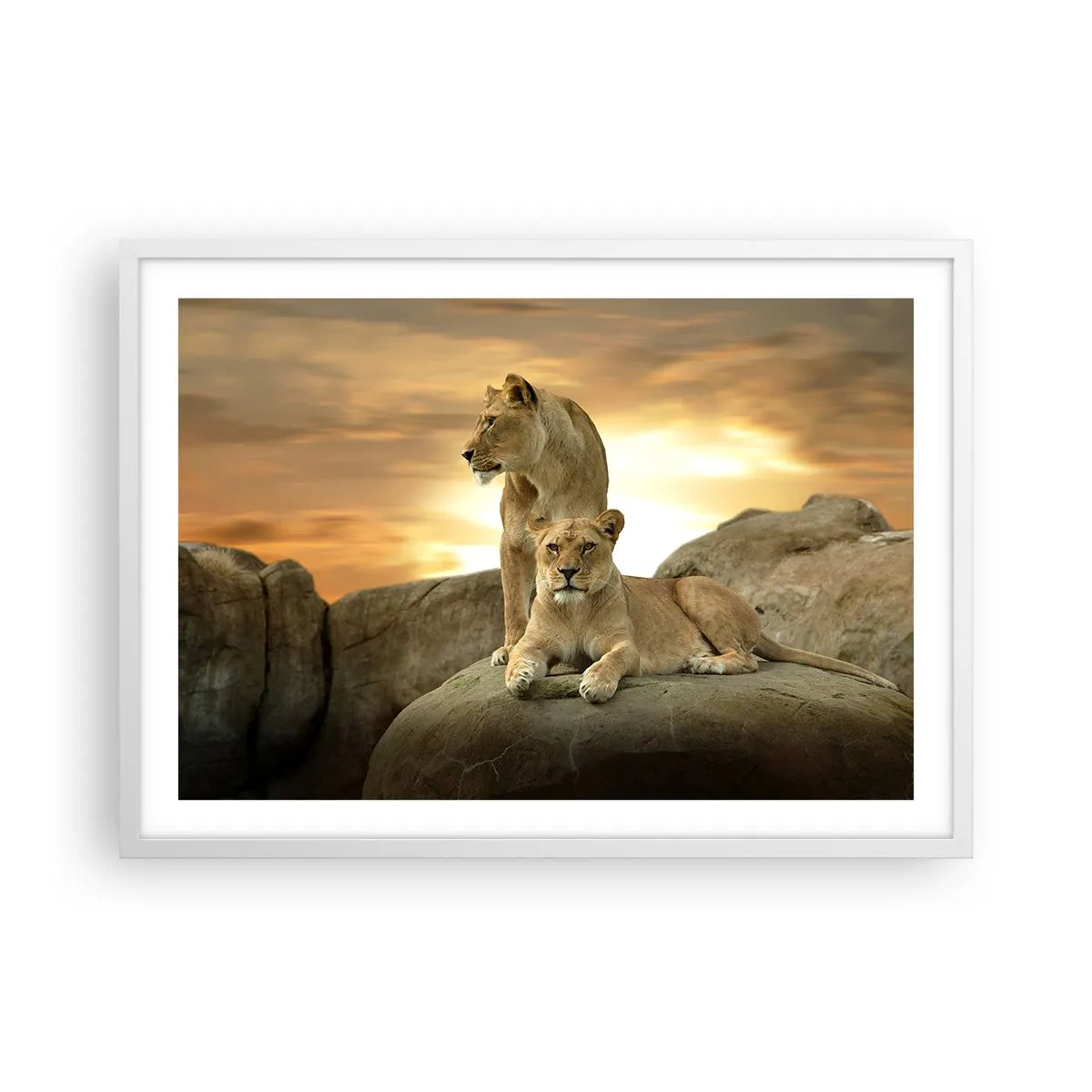 Poster in einem weißen Rahmen - Königliche Majestät - 70x50 cm