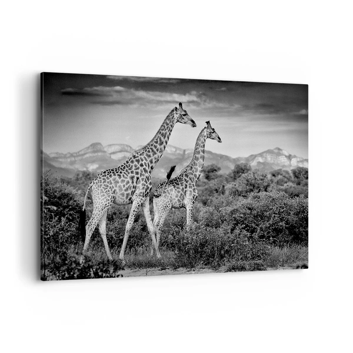 Bild auf Leinwand - Leinwandbild - Schwarz-weiße Silhouetten zweier Giraffen in der Savanne - 100x70cm - Hohe Sphären in Afrika - Moderne Wanddekoration für Wohnzimmer und Schlafzimmer ARTTOR