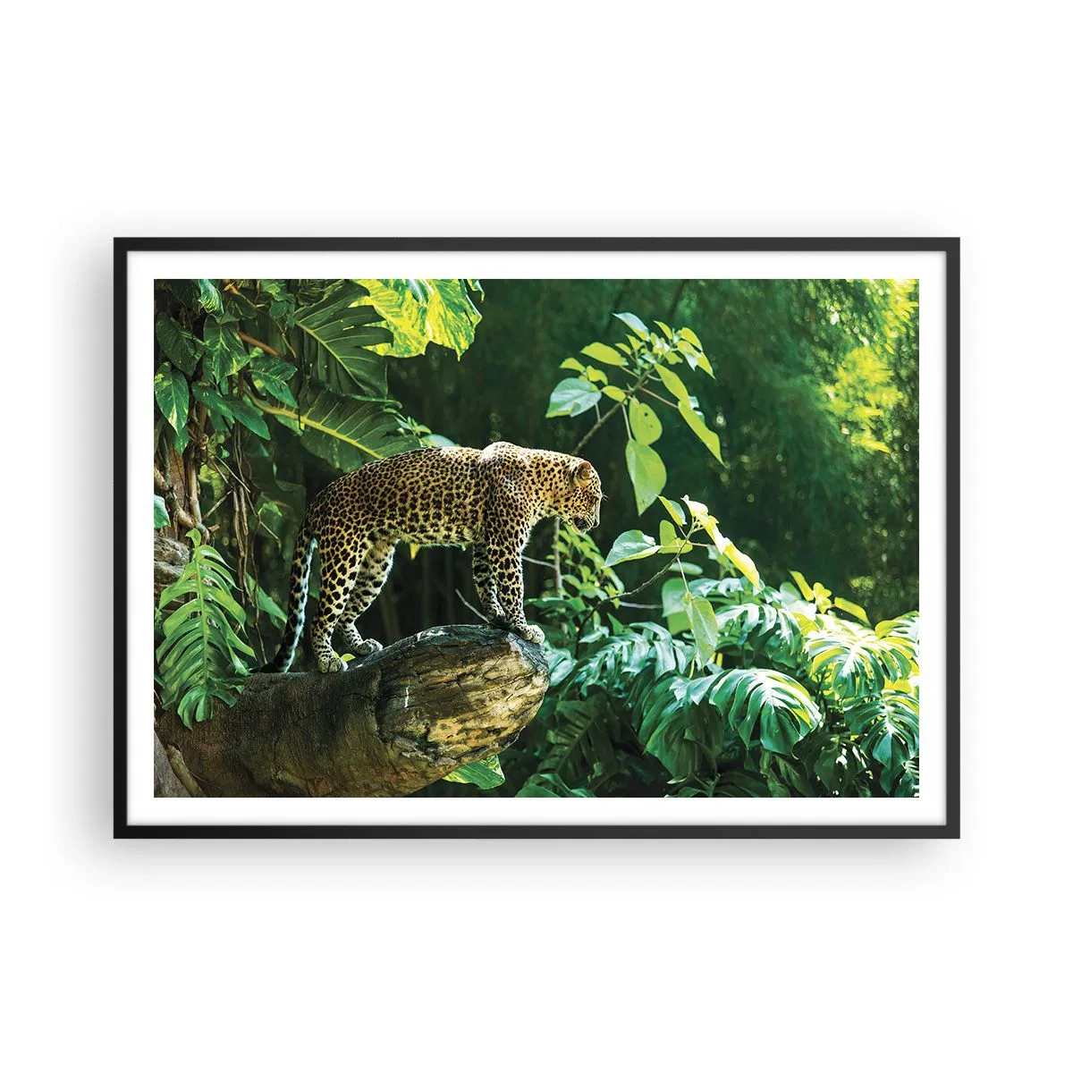 Poster in einem schwarzem Rahmen - Ein Leopard steht auf einem Felsen, umgeben von tropischer Vegetation - 100x70cm - Auf die Jagd? - Moderne Wanddekoration für Wohnzimmer und Schlafzimmer ARTTOR