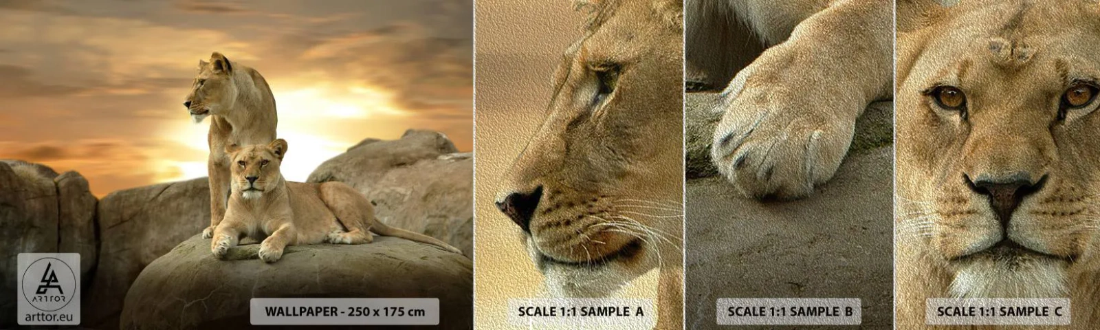 Fototapeten Muster Premium Sand - Königliche Majestät - Tiere, Löwe, Natur - 100x30 cm