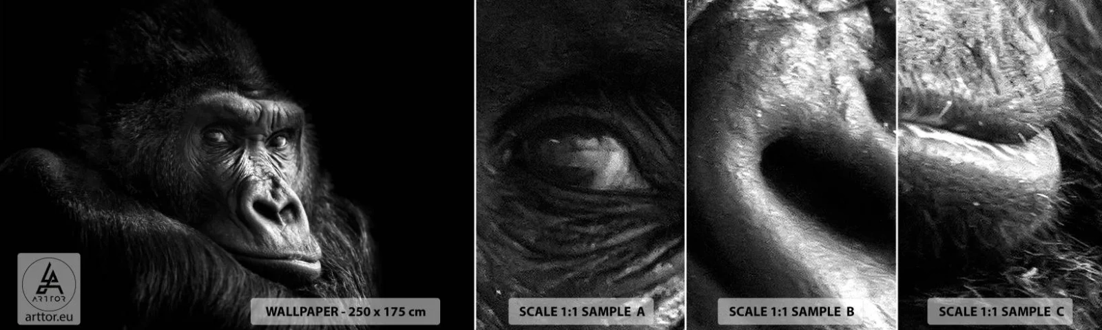 Fototapetenmuster Standard Eco - Und was guckst du so? - Affe, Gorilla, Tiere - 100x30 cm