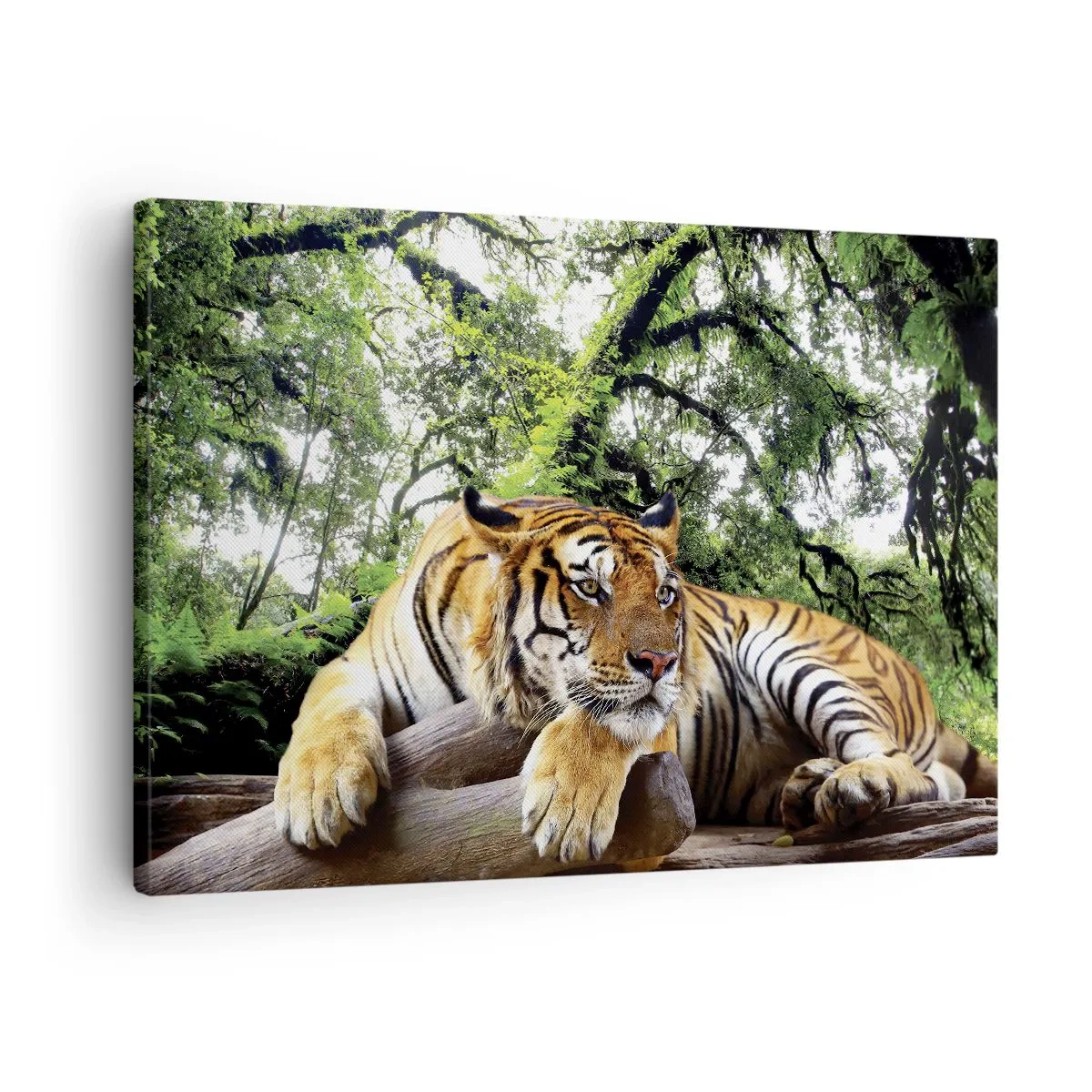 Bild auf Leinwand - Leinwandbild - Ein Tiger ruht in einem tropischen Wald - 70x50cm - Hochachtungsvoll - Moderne Wanddekoration für Wohnzimmer und Schlafzimmer ARTTOR