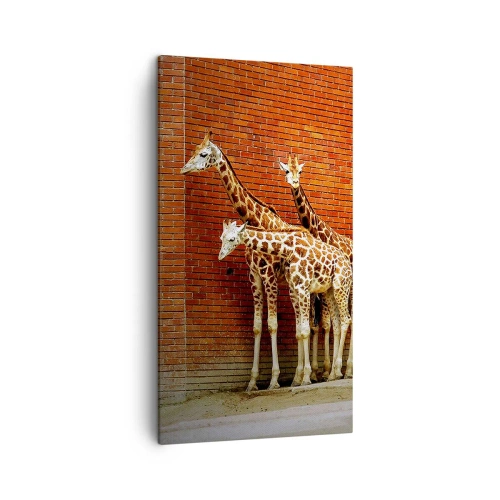 Bild auf Leinwand - Leinwandbild - Sehen Sie Akazien? - 45x80 cm