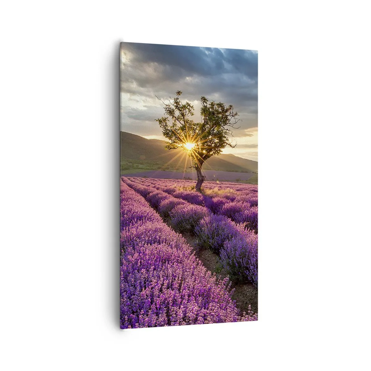 Bild auf Leinwand - Leinwandbild - Fliederfarbenes Aroma - 65x120 cm